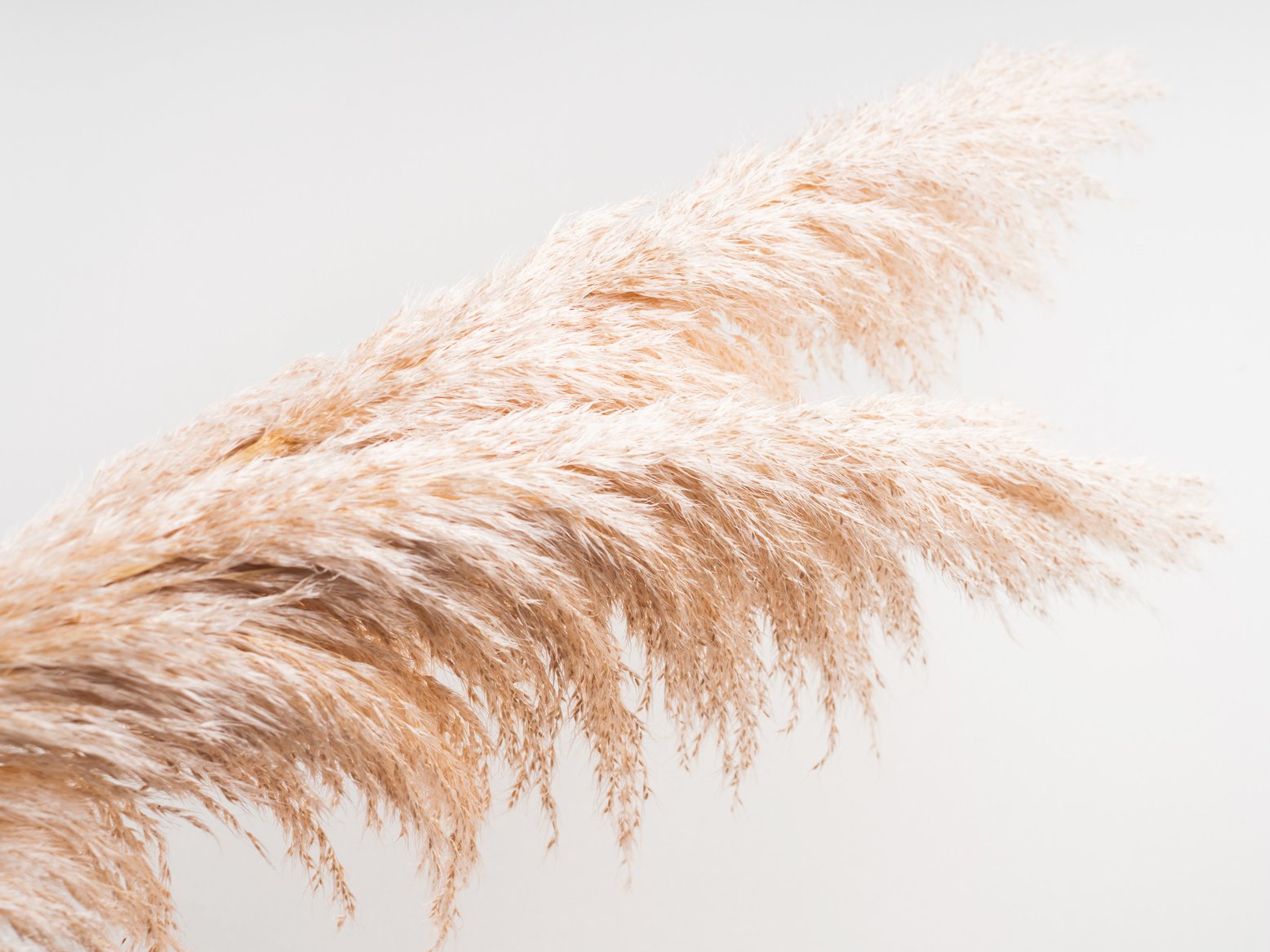 Fluffy Pampas Grass on Gray Background 